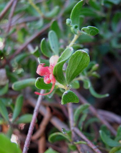 Adenanthos glabrescens